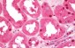 APG4B / ATG4B Antibody (C-Terminus)